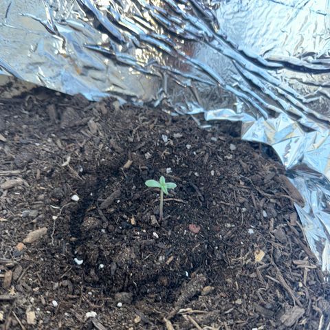 Yuzu Ephoria growlog timeline photo