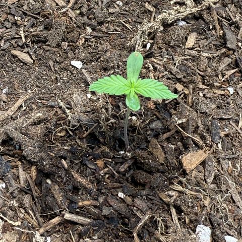 Yuzu Ephoria growlog timeline photo