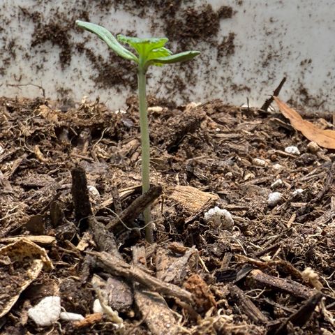 Yuzu Ephoria growlog timeline photo