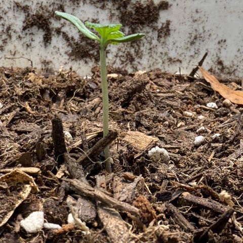 Yuzu Ephoria growlog timeline photo