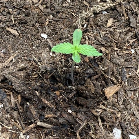 Yuzu Ephoria growlog timeline photo