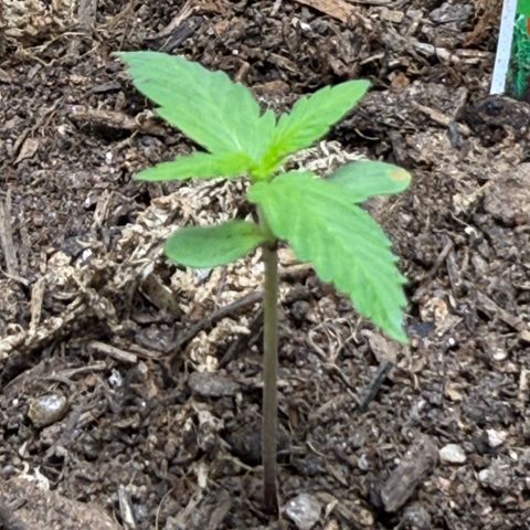 Yuzu Ephoria growlog timeline photo