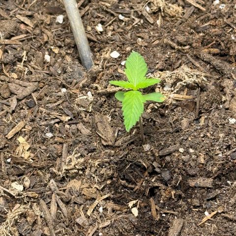 Yuzu Ephoria growlog timeline photo