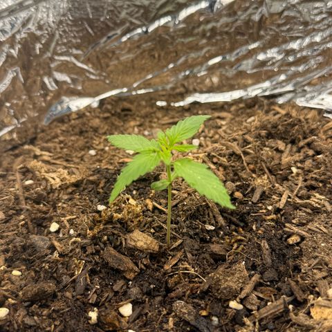 Yuzu Ephoria growlog timeline photo