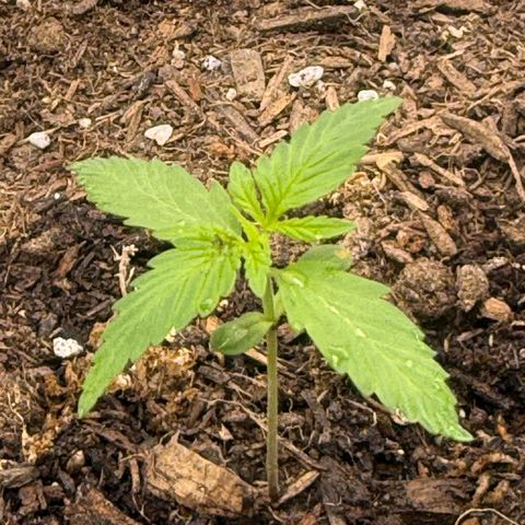 Yuzu Ephoria growlog timeline photo