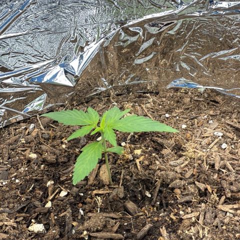 Yuzu Ephoria growlog timeline photo