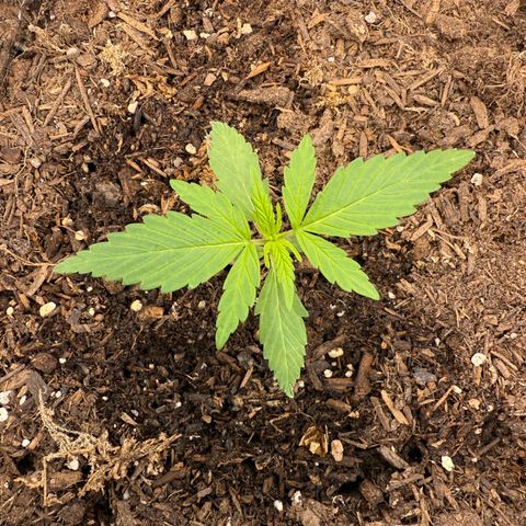 Yuzu Ephoria growlog timeline photo