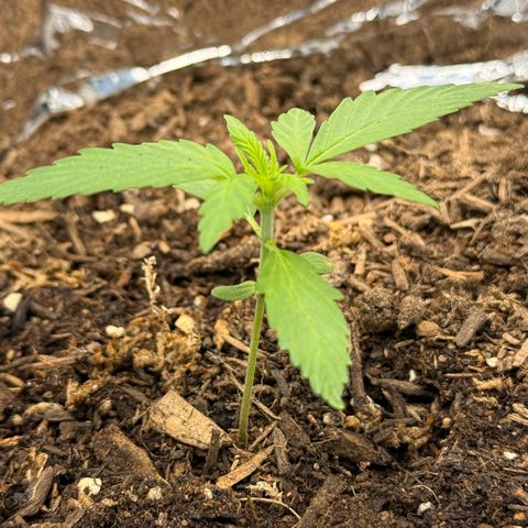 Yuzu Ephoria growlog timeline photo