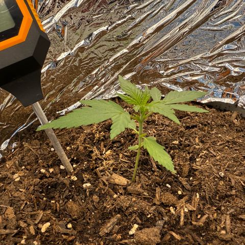 Yuzu Ephoria growlog timeline photo
