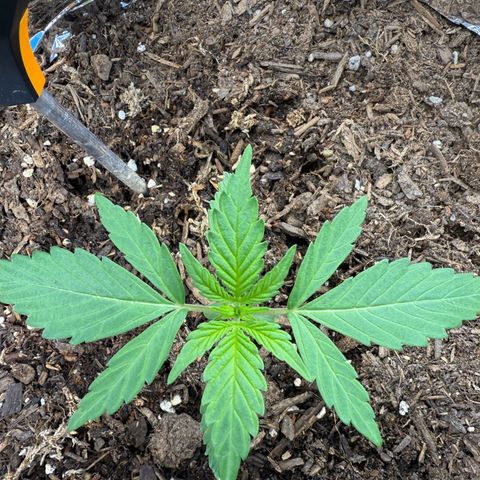 Yuzu Ephoria growlog timeline photo
