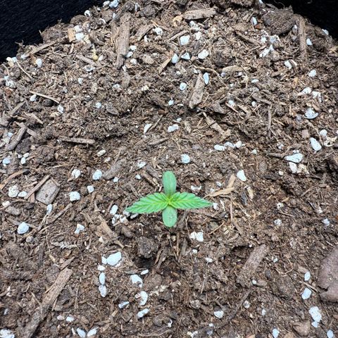 Yuzu Ephoria growlog timeline photo