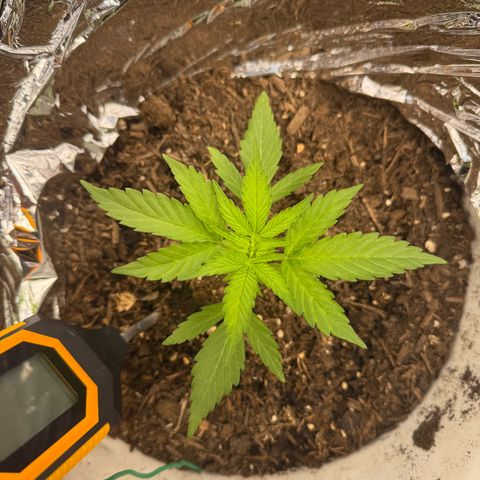 Yuzu Ephoria growlog timeline photo