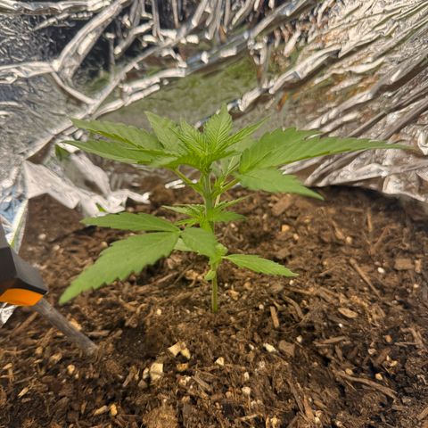 Yuzu Ephoria growlog timeline photo