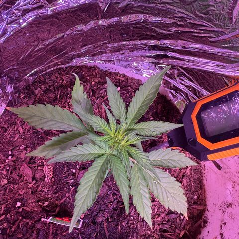 Yuzu Ephoria growlog photo: Some small light burn. I moved and reduced light a bit
