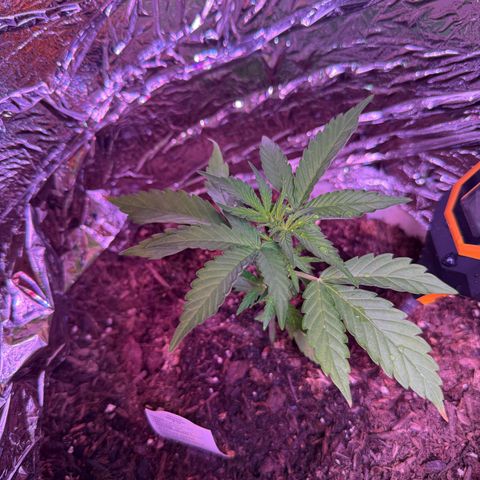 Yuzu Ephoria growlog photo: Some small light burn. I moved and reduced light a bit