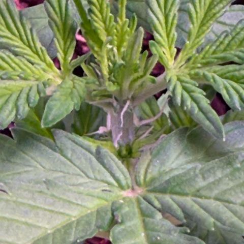 Yuzu Ephoria growlog photo: Started flowering on my micro grow