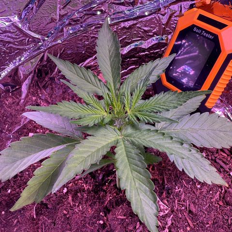 Yuzu Ephoria growlog photo: Started flowering on my micro grow