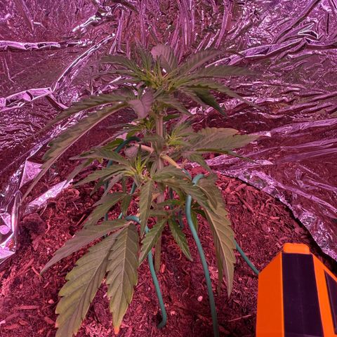 Yuzu Ephoria growlog timeline photo