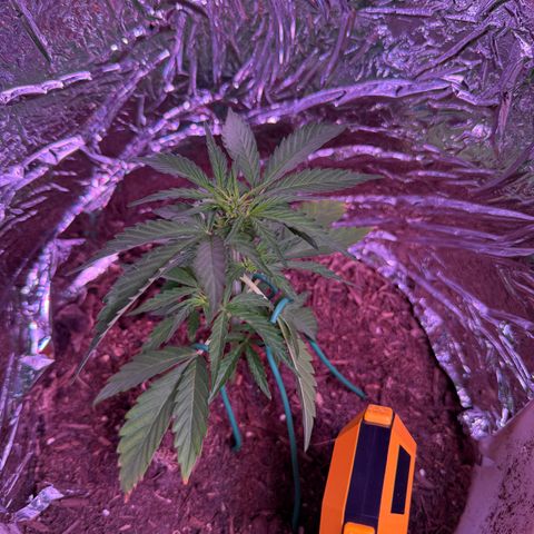 Yuzu Ephoria growlog timeline photo