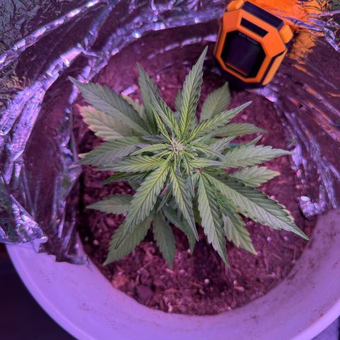Yuzu Ephoria growlog timeline photo