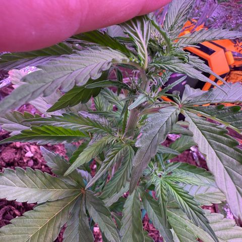 Yuzu Ephoria growlog timeline photo