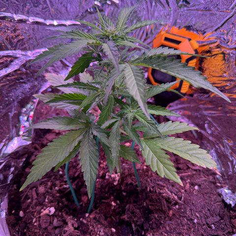 Yuzu Ephoria growlog timeline photo