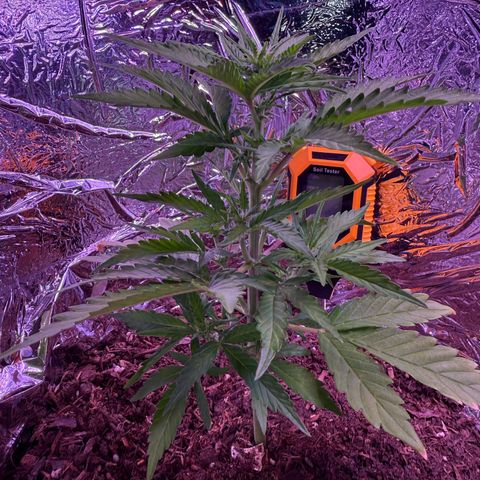 Yuzu Ephoria growlog timeline photo