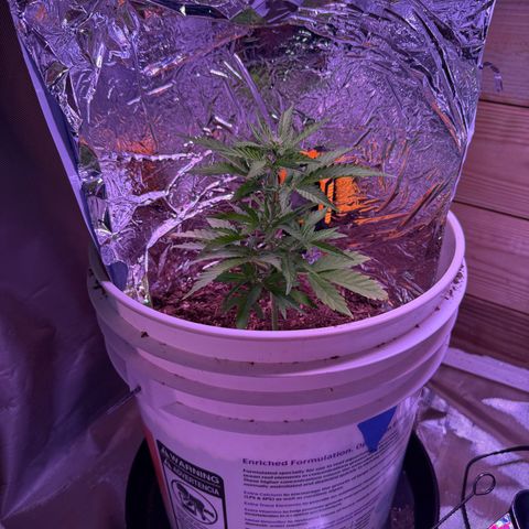 Yuzu Ephoria growlog timeline photo