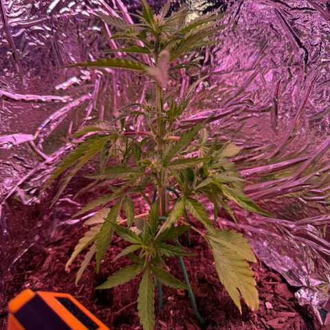 Yuzu Ephoria growlog timeline photo