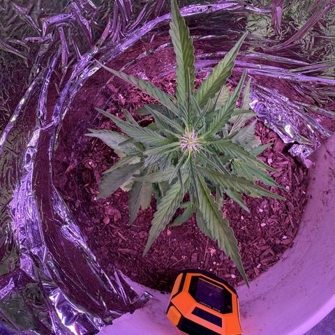 Yuzu Ephoria growlog timeline photo