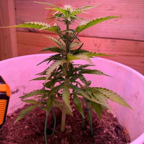 Yuzu Ephoria growlog timeline photo
