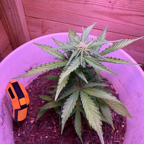 Yuzu Ephoria growlog timeline photo