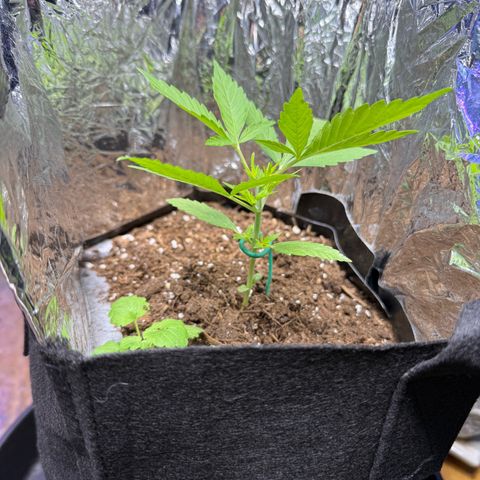 Yuzu growlog photo: Chopped her for some mainlining. Following day she was praying hard.