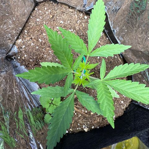 Yuzu growlog photo: Chopped her for some mainlining. Following day she was praying hard.