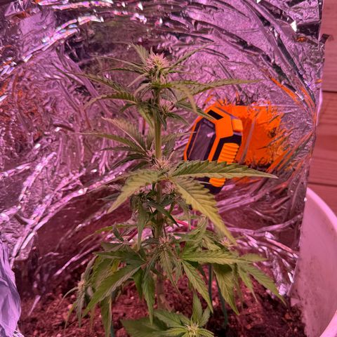 Yuzu Ephoria growlog timeline photo
