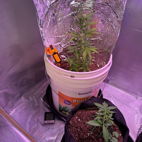 Yuzu Ephoria growlog timeline photo