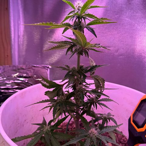 Yuzu Ephoria growlog timeline photo