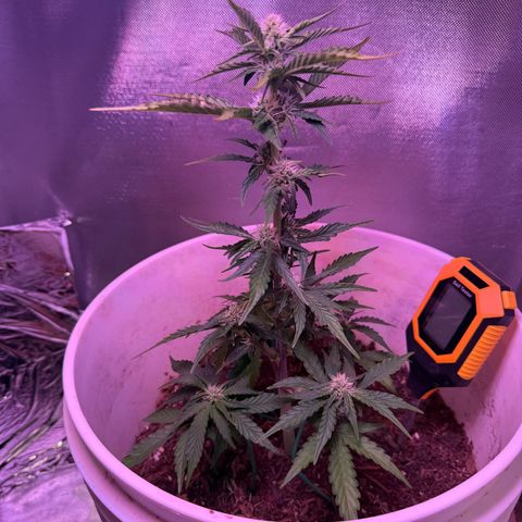 Yuzu Ephoria growlog photo: Little close to the light