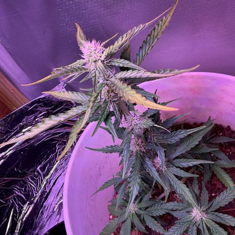 Yuzu Ephoria growlog photo: Little close to the light