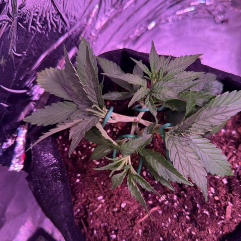 Yuzu growlog photo: Manifold to 4 tops
