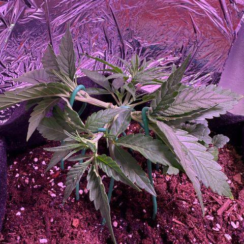 Yuzu growlog photo: Manifold to 4 tops