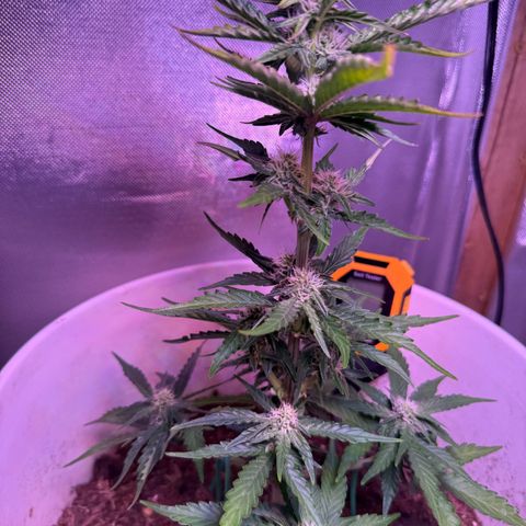 Yuzu Ephoria growlog timeline photo
