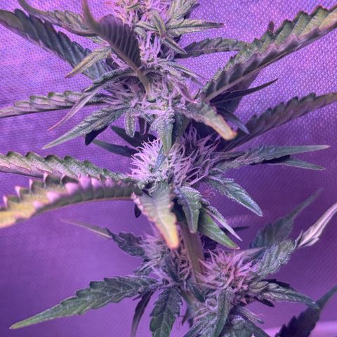 Yuzu Ephoria growlog timeline photo
