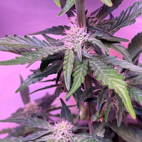 Yuzu Ephoria growlog timeline photo