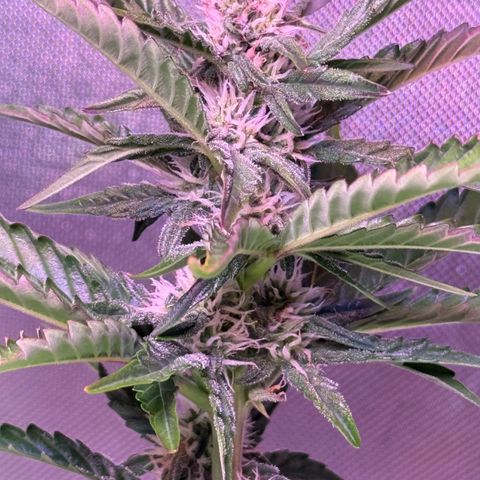 Yuzu Ephoria growlog timeline photo