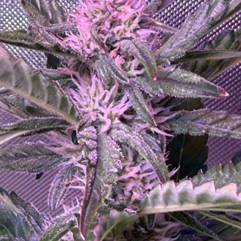 Yuzu Ephoria growlog timeline photo