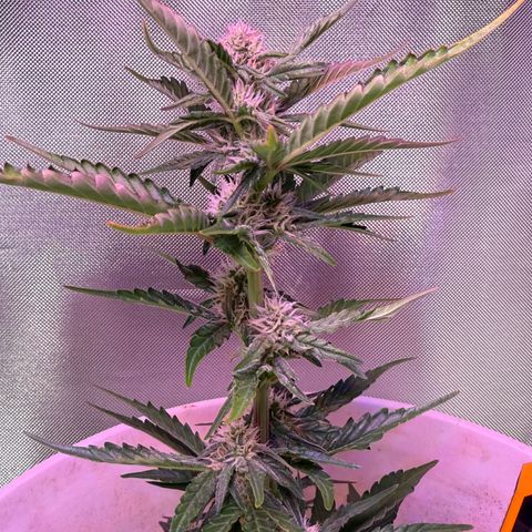 Yuzu Ephoria growlog timeline photo