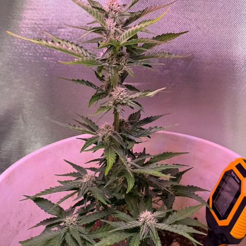 Yuzu Ephoria growlog timeline photo