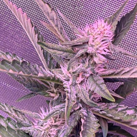 Yuzu Ephoria growlog timeline photo