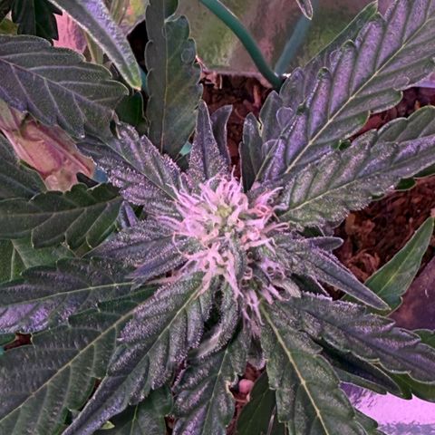 Yuzu Ephoria growlog timeline photo